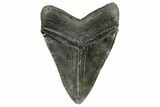 Fossil Megalodon Tooth - Sharply Serrated Blade #265026-2